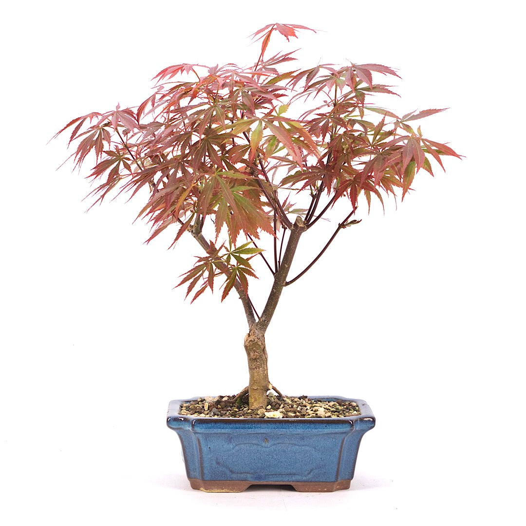 Fächer-Ahorn 'Acer palmatum 'Deshojo'